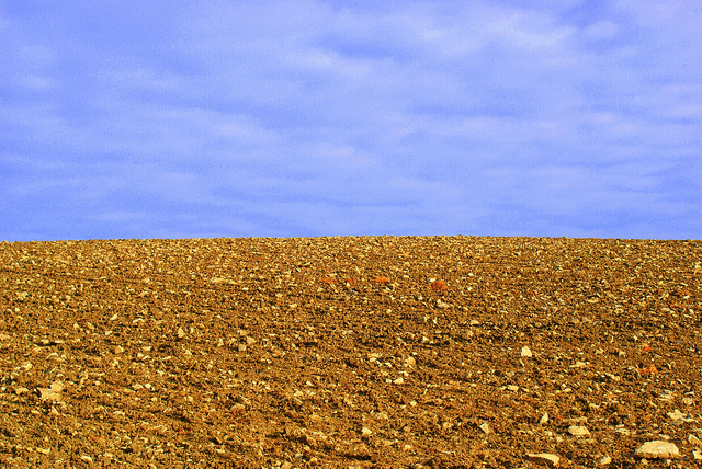 Brown Field