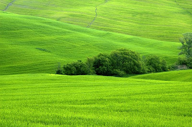 Green Field